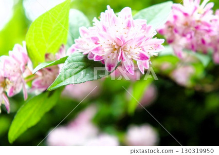 淺粉紅色的花朵 淺粉紅色的花朵 130319950