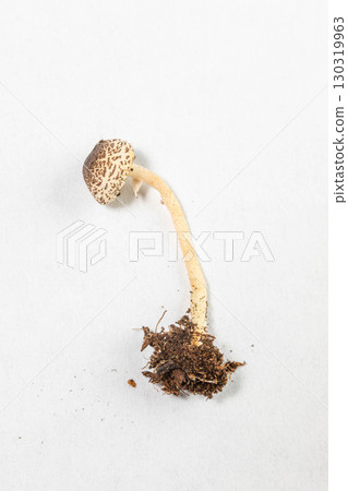 Mushroom with earthy soil base showcasing natural textures and organic growth process 130319963