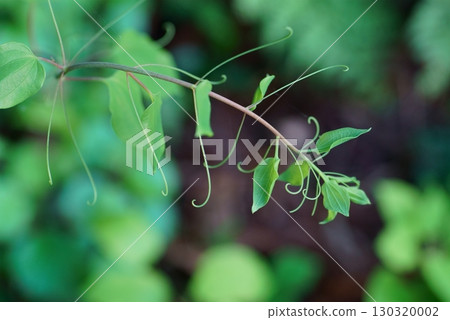 Shiode vine 130320002