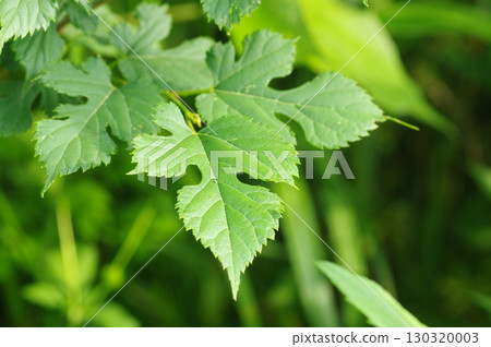 Mulberry leaves 130320003