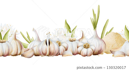 Seamless border with garlic bulbs, leave, cloves and ground powder isolated on white. Watercolor horizontal banner isolated on white with organic spice vegetables. Hand drawn botanical clip art 130320017