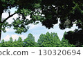 樹木和天空的風景 樹木和天空的風景 130320694