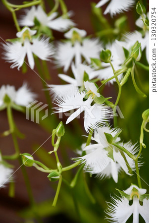 白鷺花 白鷺花 130320754