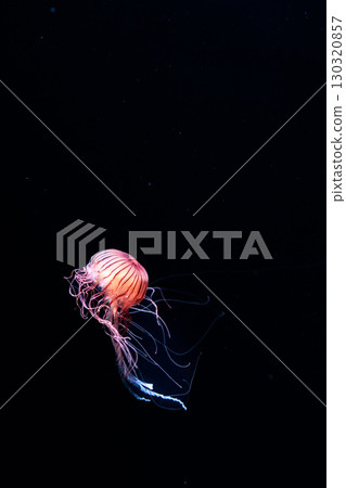 Jellyfish and fish swimming gracefully in the aquarium tank Jellyfish and fish swimming gracefully in the aquarium tank 130320857