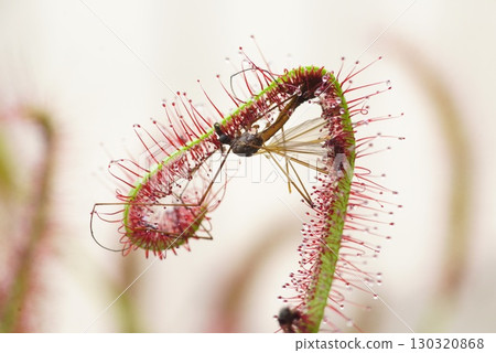 非洲長葉茅膏菜捕食大蚊 130320868