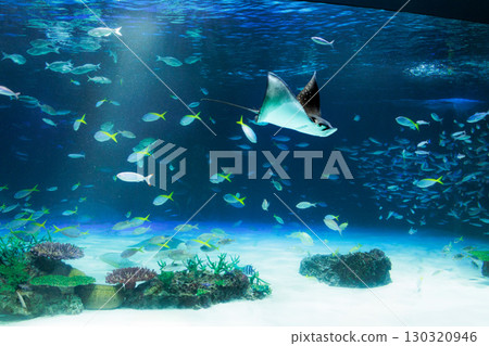 Jellyfish and fish swimming gracefully in the aquarium tank 130320946