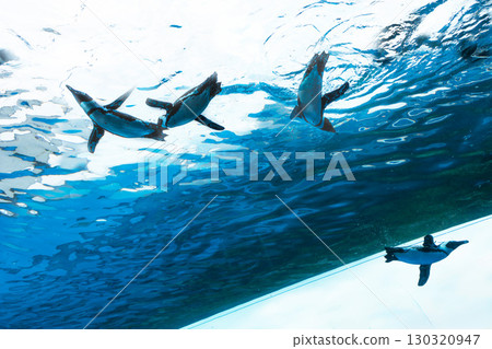 Jellyfish and fish swimming gracefully in the aquarium tank 130320947