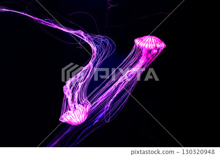 Jellyfish and fish swimming gracefully in the aquarium tank 130320948