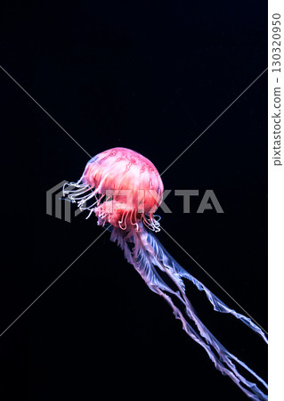 Jellyfish and fish swimming gracefully in the aquarium tank 130320950