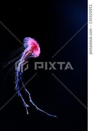 Jellyfish and fish swimming gracefully in the aquarium tank Jellyfish and fish swimming gracefully in the aquarium tank 130320951