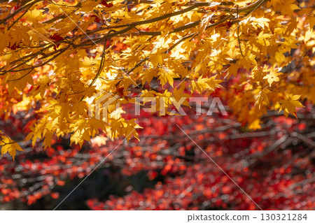 Yellow and red autumn leaves 130321284