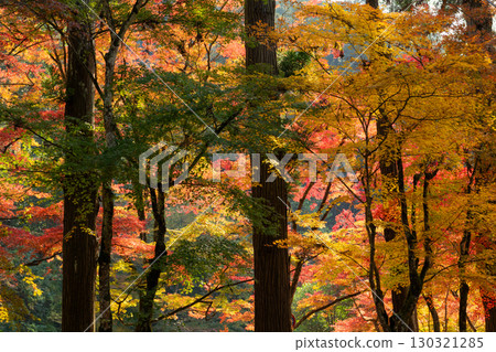 Autumn leaves in nature 130321285