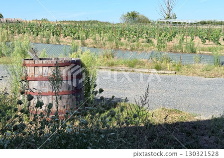 Wooden wine barrel set beside a vineyard on a sunny day. Regenerative agriculture, organic grape growing, soil health, biodiversity in agriculture Wooden wine barrel set beside a vineyard on a sunny day. Regenerative agriculture, organic grape growing, soil health, biodiversity in agriculture 130321528