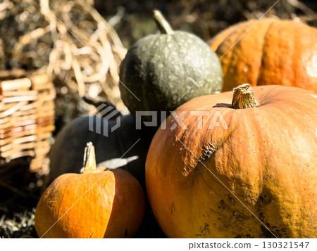 Large and small pumpkins in the backyard of a private garden. Wicker basket, melons. Large and small pumpkins in the backyard of a private garden. Wicker basket, melons. 130321547