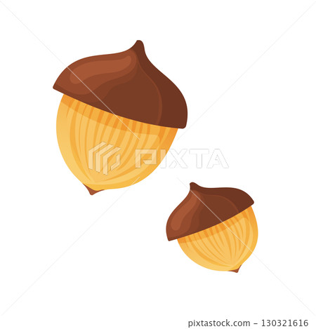 Autumn acorns isolated on white background 130321616