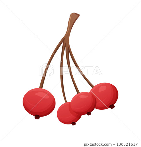Cranberry berries branch illustration isolated on white background Cranberry berries branch illustration isolated on white background 130321617