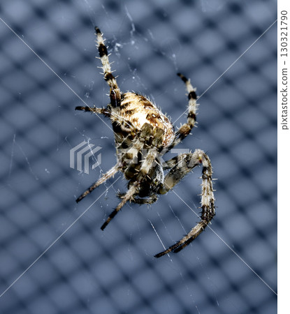 Close up of a UK garden spider on its web waiting for food scary Close up of a UK garden spider on its web waiting for food scary 130321790