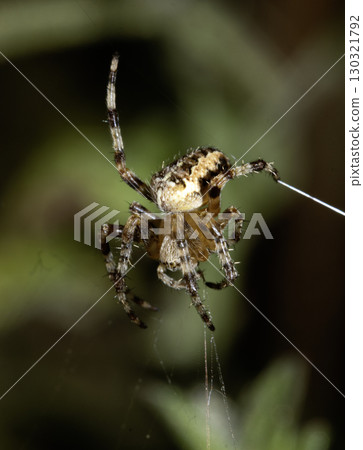 Close up of a UK garden spider on its web waiting for food scary Close up of a UK garden spider on its web waiting for food scary 130321792