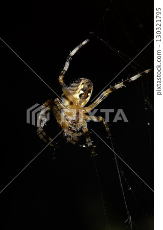 Close up of a UK garden spider on its web waiting for food scary Close up of a UK garden spider on its web waiting for food scary 130321795