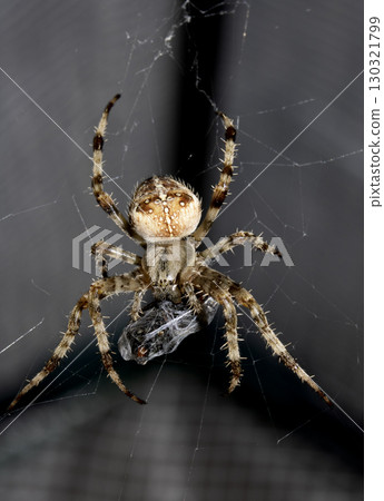 Close up of a UK garden spider on its web wrapping up a caught fly for food 130321799