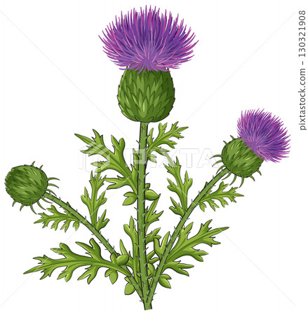 Scottish Thistle Plant with Three Purple Blooms 130321908