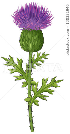 Scottish Thistle Botanical Vector Illustration with Green Leaves Scottish Thistle Botanical Vector Illustration with Green Leaves 130321946