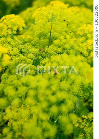 Vibrant Yellow Dill Flowers Blooming in a Summer Garden Vibrant Yellow Dill Flowers Blooming in a Summer Garden 130322006