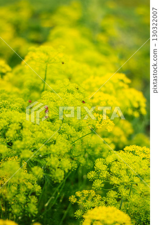 A vibrant field of blooming yellow dill flowers with a soft, blurred background. 130322007