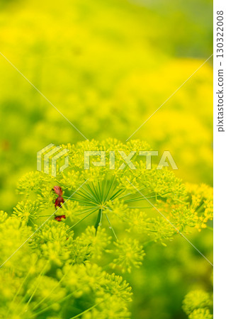 A bright, blooming yellow dill flower with a blurred field background. A bright, blooming yellow dill flower with a blurred field background. 130322008