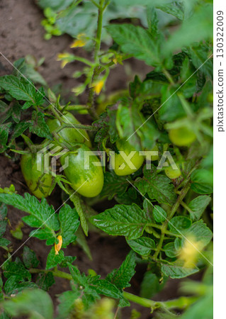 Unripe green tomatoes growing on a plant in a home garden. 130322009