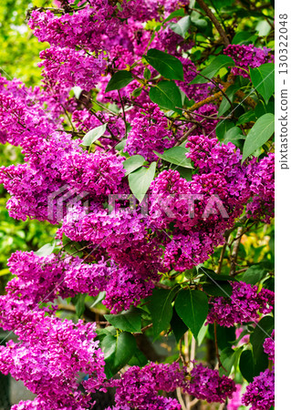Clusters of vibrant purple lilac flowers in spring garden Clusters of vibrant purple lilac flowers in spring garden 130322048