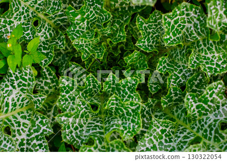 Variegated green white leaves with intricate mosaic pattern texture. Milk thistle 130322054