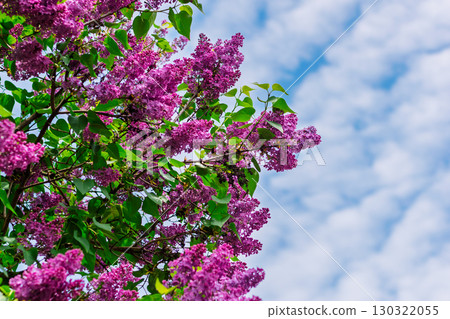 Purple lilac flowers blooming against blue sky in spring garden 130322055