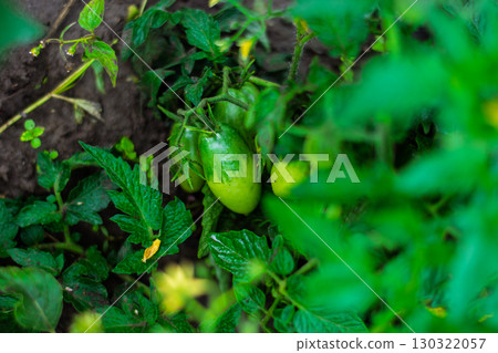 Unripe green tomatoes growing on bush in vegetable garden 130322057