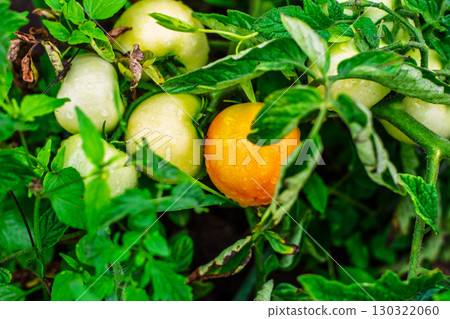 Green unripe tomatoes ripening to orange on vine in garden Green unripe tomatoes ripening to orange on vine in garden 130322060