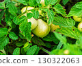 Healthy Unripe Green Tomatoes on Lush Plant with Dew Drops Healthy Unripe Green Tomatoes on Lush Plant with Dew Drops 130322063