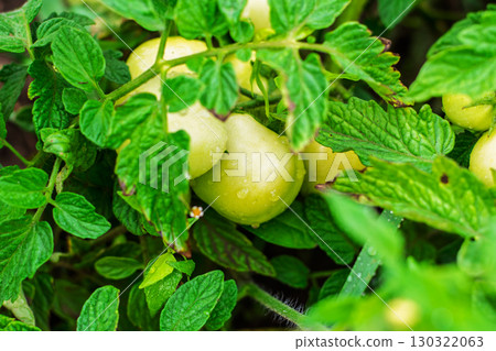 Healthy Unripe Green Tomatoes on Lush Plant with Dew Drops Healthy Unripe Green Tomatoes on Lush Plant with Dew Drops 130322063