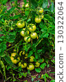 Bountiful Unripe Green Tomatoes on Healthy Garden Plant Bountiful Unripe Green Tomatoes on Healthy Garden Plant 130322064