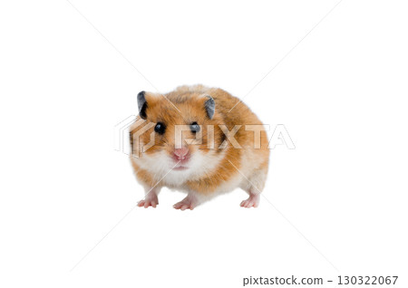 Syrian hamster isolated on white background Syrian hamster isolated on white background 130322067