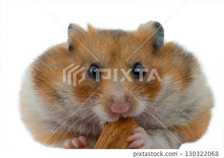 Hamster with almond seed isolated on white background Hamster with almond seed isolated on white background 130322068