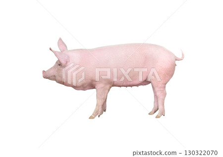 big pig isolated on white background 130322070