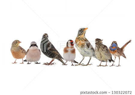 group of birds isolated on white background 130322072