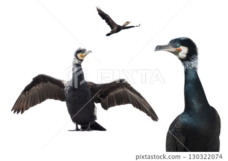 cormorant isolated on white background cormorant isolated on white background 130322074