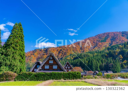 [World Heritage Site] Shirakawa-go and Sanrengosho in full autumn color [Gifu Prefecture] 130322362