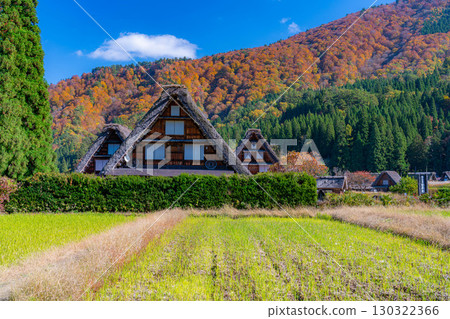 [世界遺產] 紅葉盛開的白川鄉/三連莊[岐阜縣] 130322366
