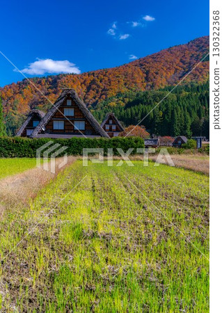 [World Heritage Site] Shirakawa-go and Sanrengosho in full autumn color [Gifu Prefecture] 130322368