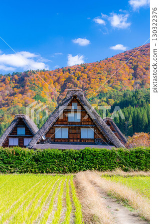 [世界遺產] 紅葉盛開的白川鄉/三連莊[岐阜縣] 130322376