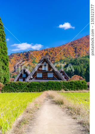 [世界遺產] 紅葉盛開的白川鄉/三連莊[岐阜縣] 130322377