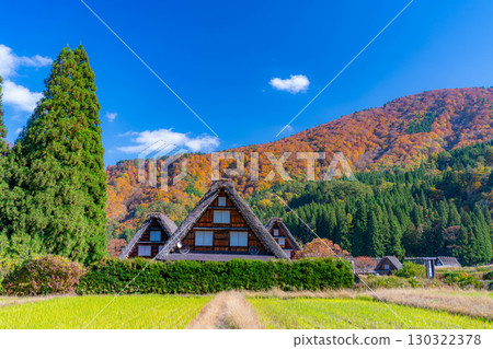 [World Heritage Site] Shirakawa-go and Sanrengosho in full autumn color [Gifu Prefecture] 130322378