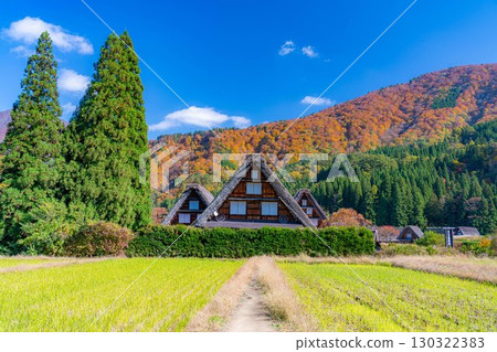 [World Heritage Site] Shirakawa-go and Sanrengosho in full autumn color [Gifu Prefecture] 130322383